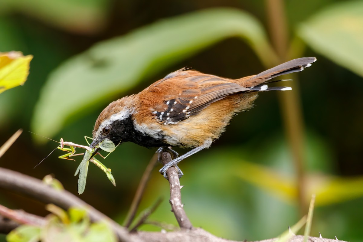 Rusty-backed Antwren - ML637407513