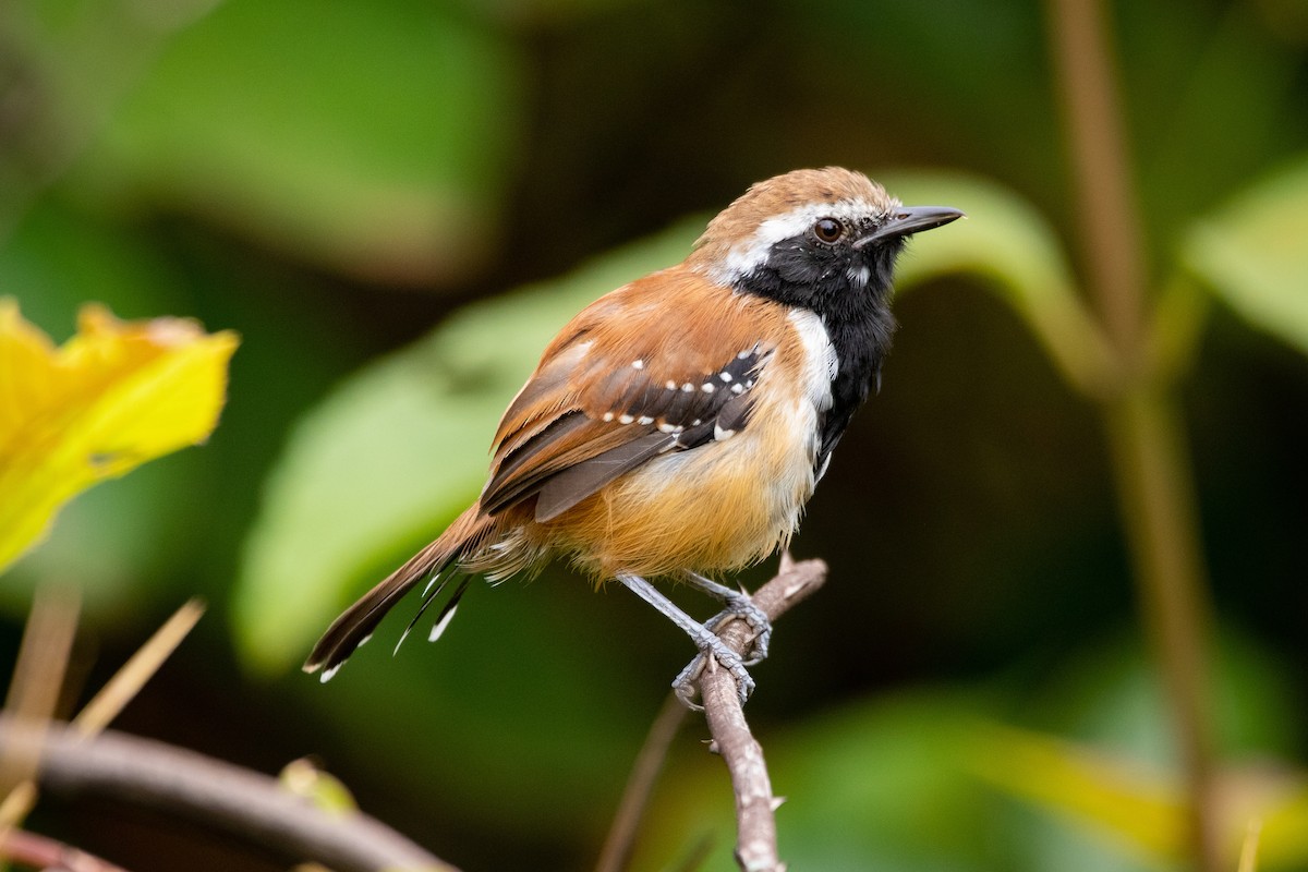 Rusty-backed Antwren - ML637407514