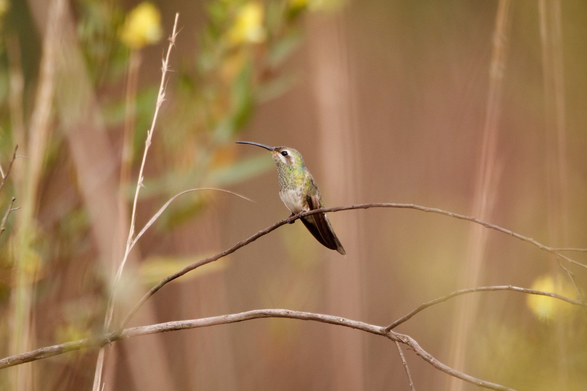 White-tailed Goldenthroat - ML637407525