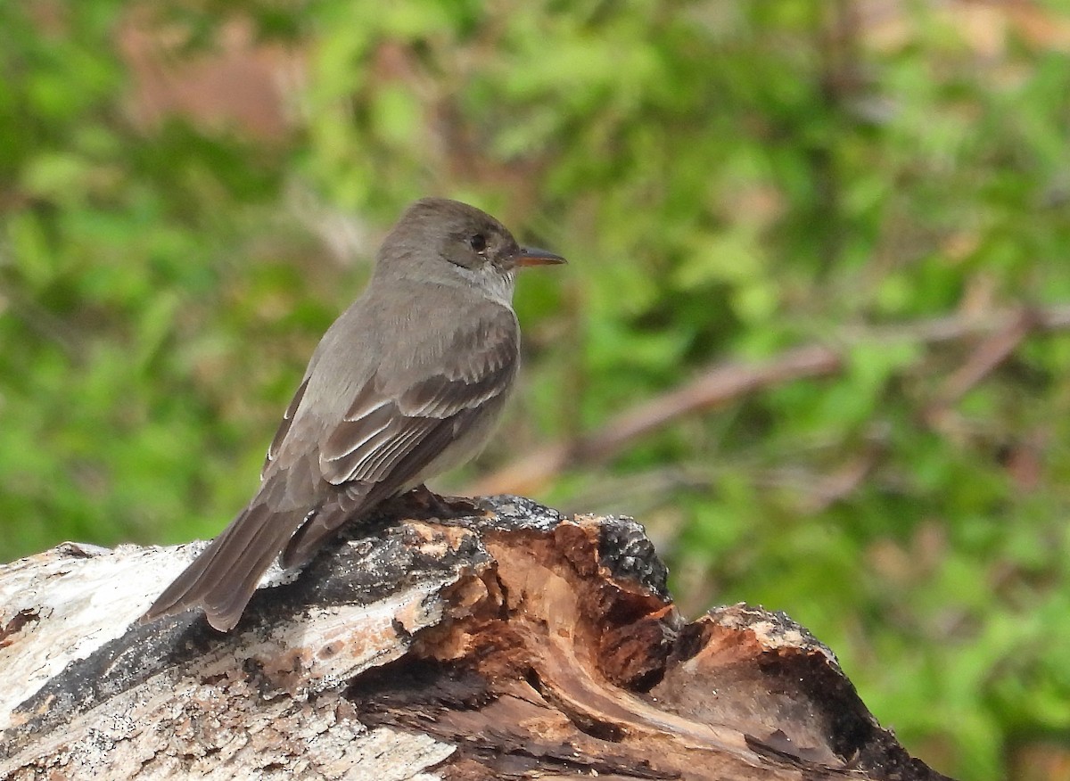 Western Wood-Pewee - ML637407559