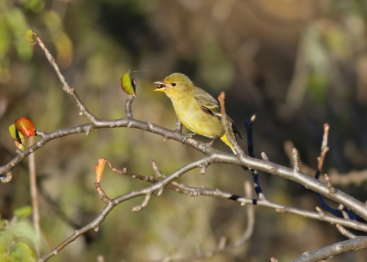 Western Tanager - ML637407658