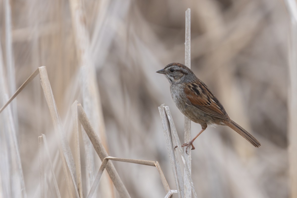 Swamp Sparrow - ML637407685
