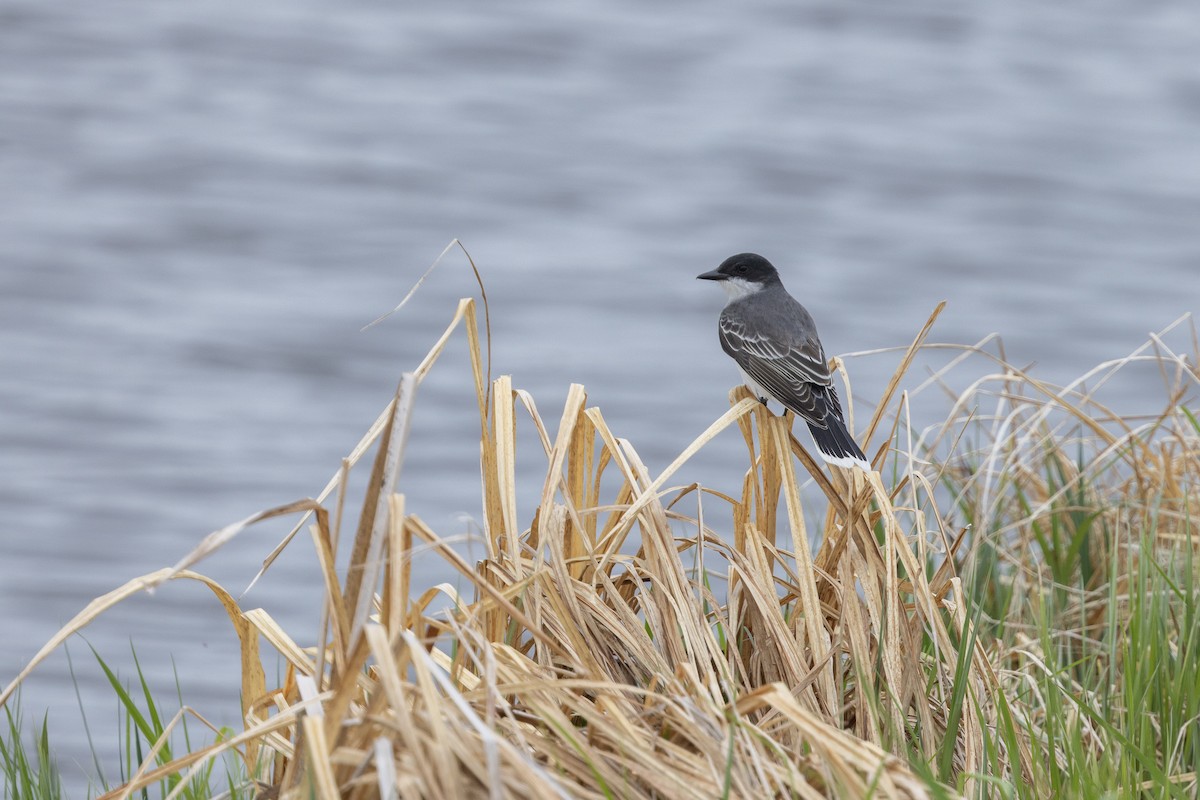 Eastern Kingbird - ML637407693