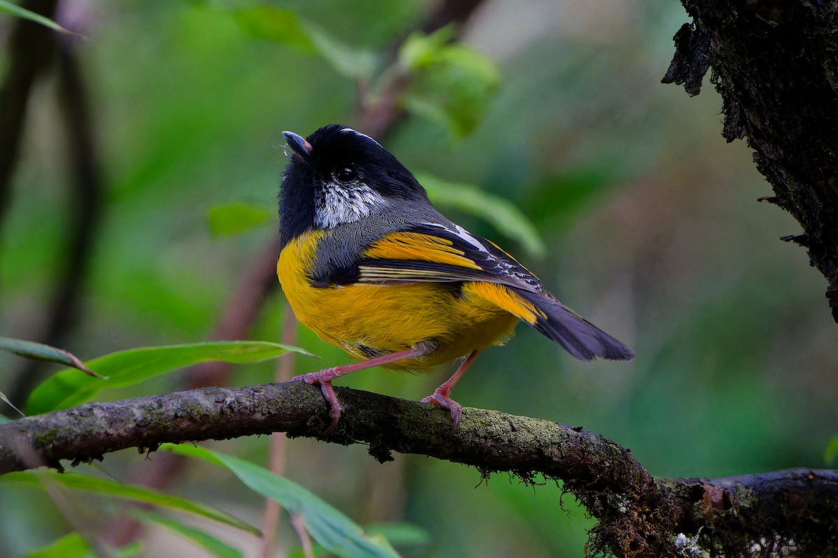 Golden-breasted Fulvetta - ML637407732