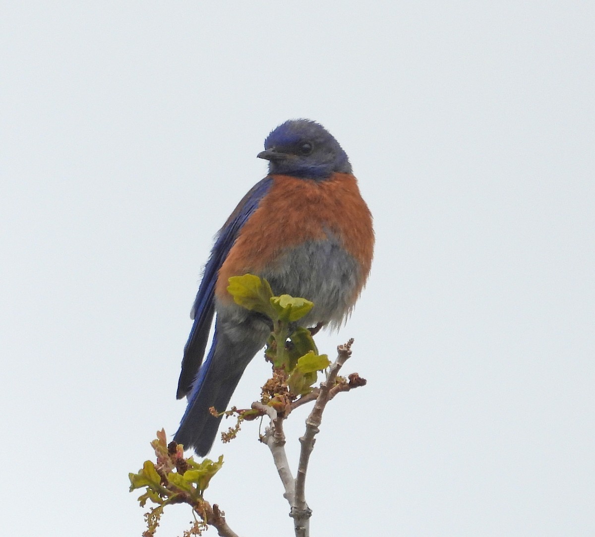 Western Bluebird - ML637407745