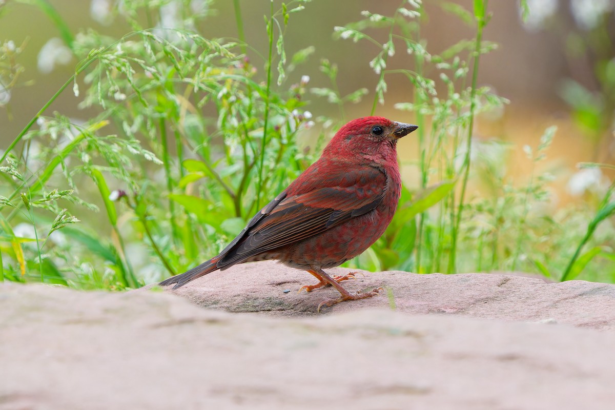 Blanford's Rosefinch - Xuan Qiao