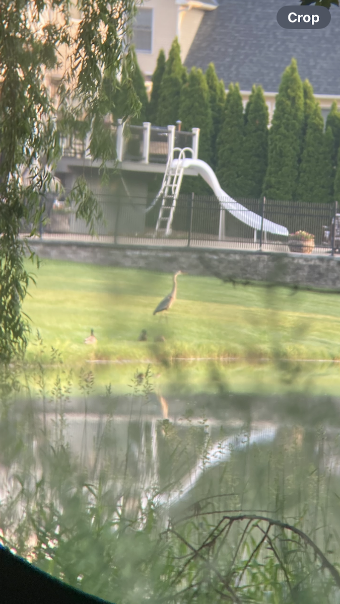 Great Blue Heron - ML637407832