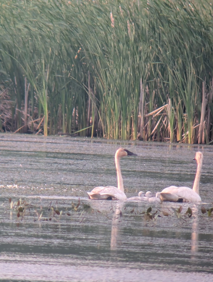 Trumpeter Swan - ML637407837