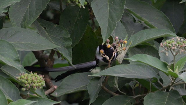 White-bellied Treepie - ML637407838