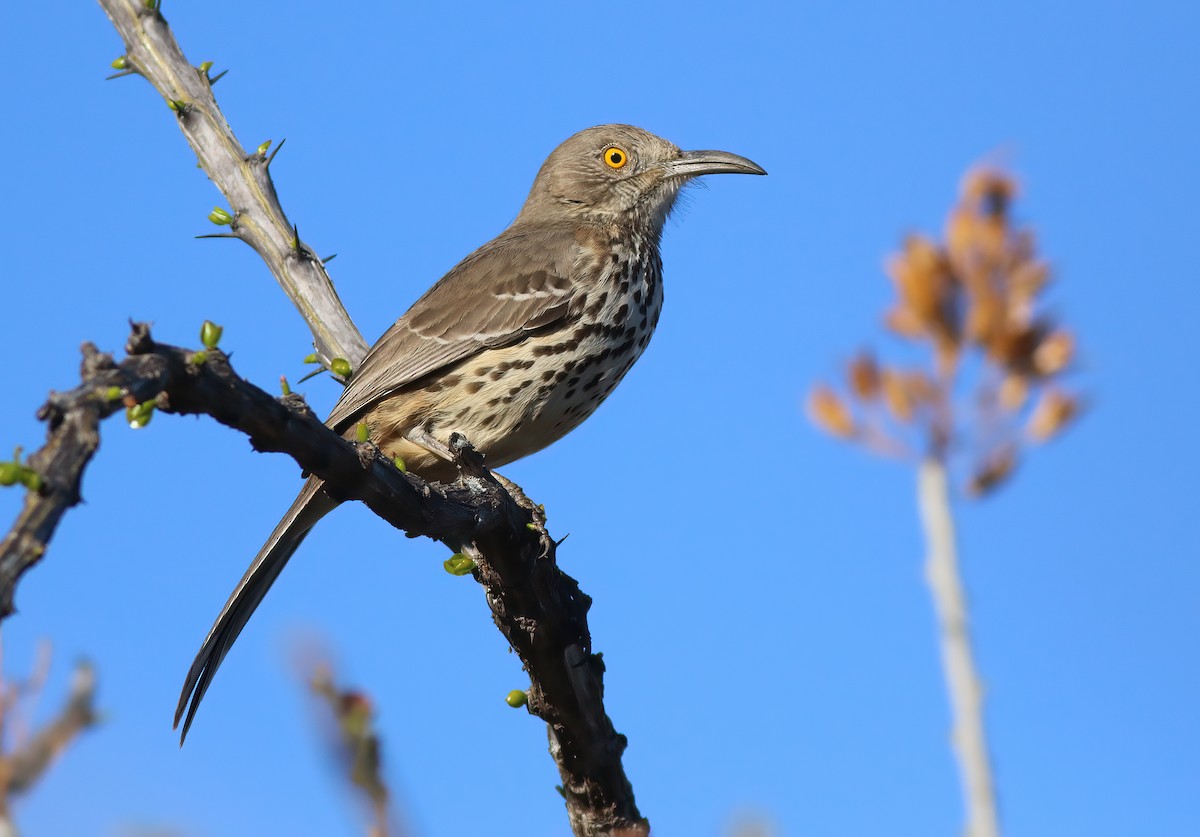Gray Thrasher - ML637407849
