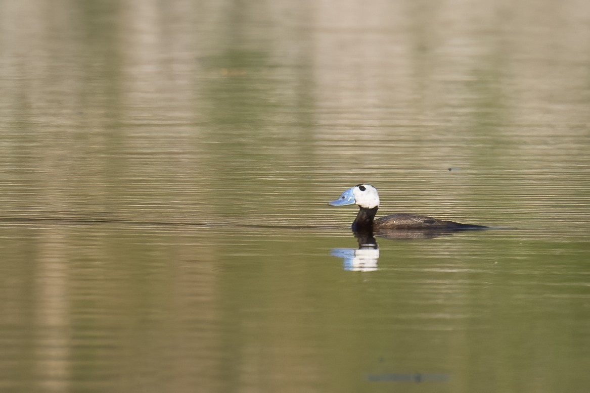 White-headed Duck - ML637407891
