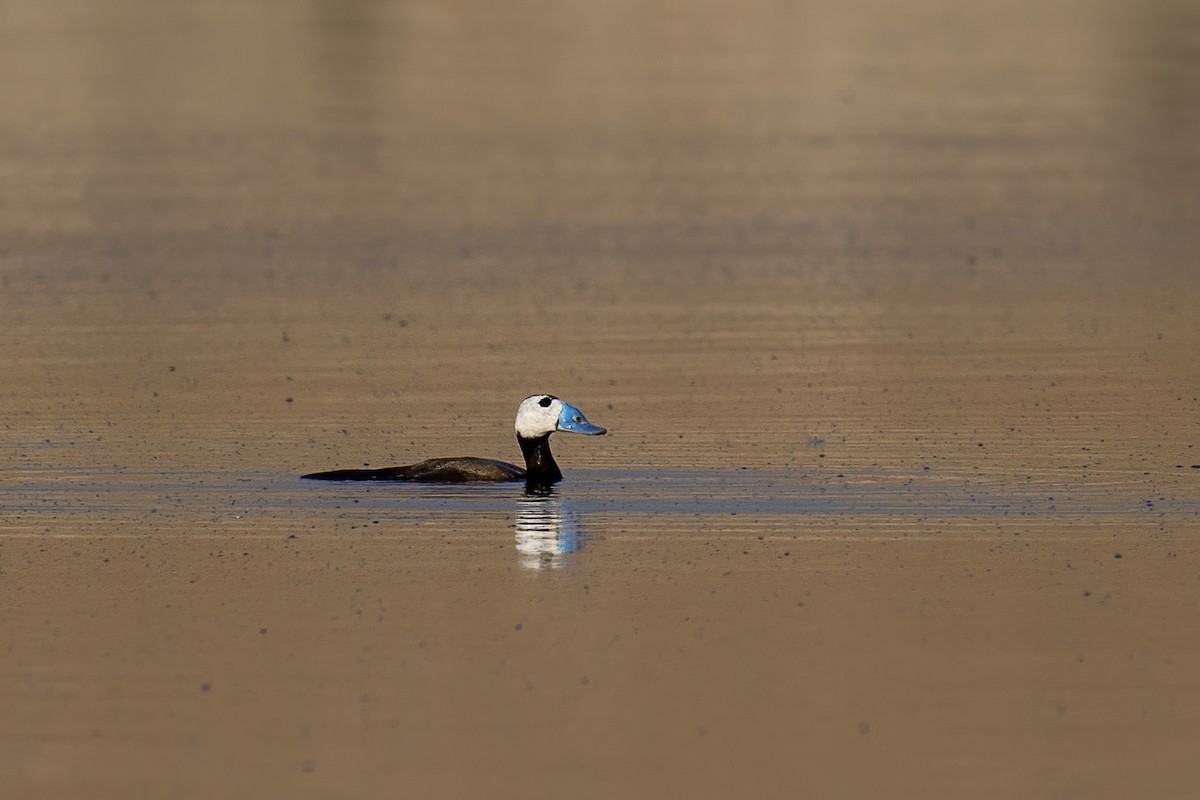 White-headed Duck - ML637407892