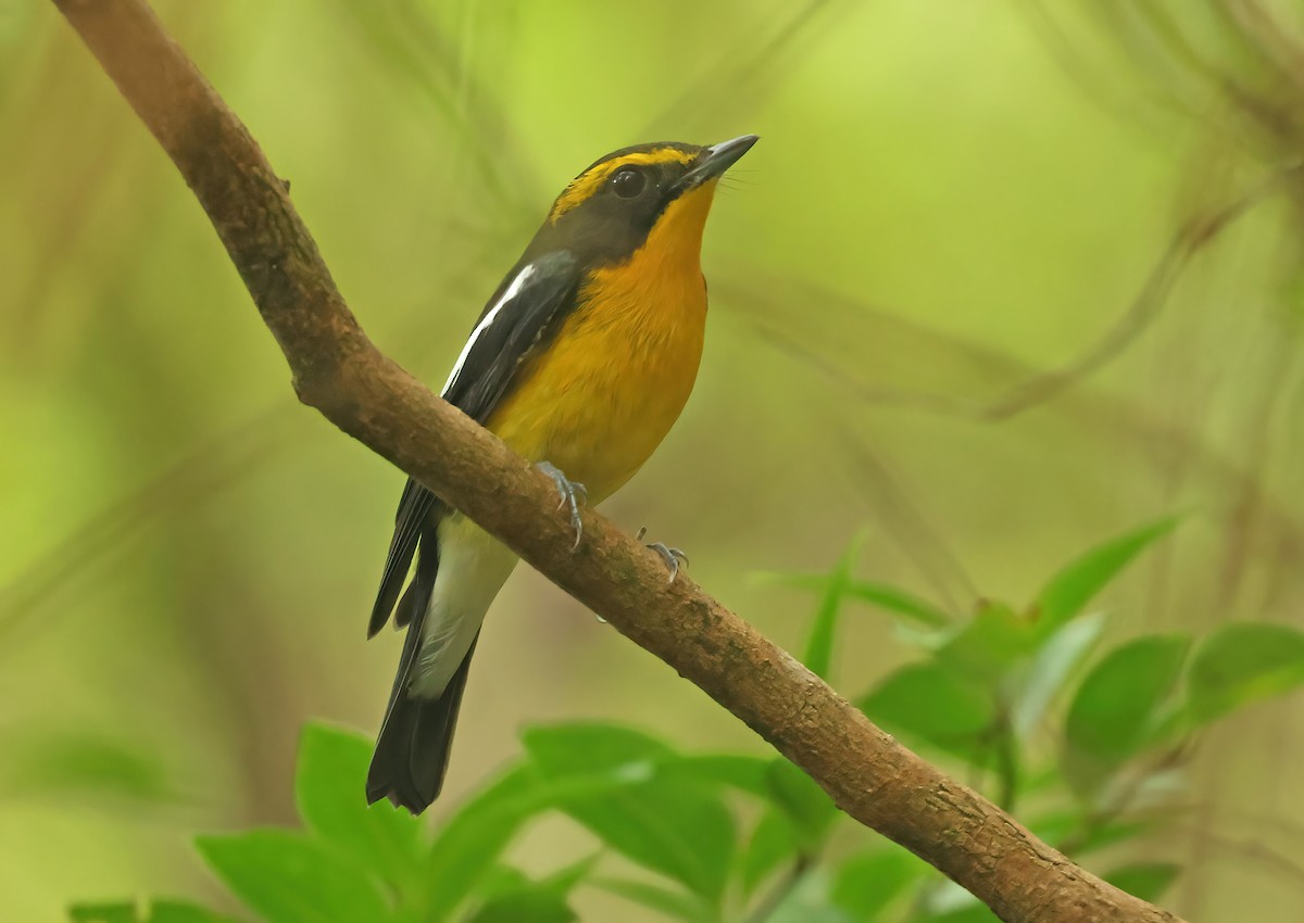 Ryukyu Flycatcher - ML637407896