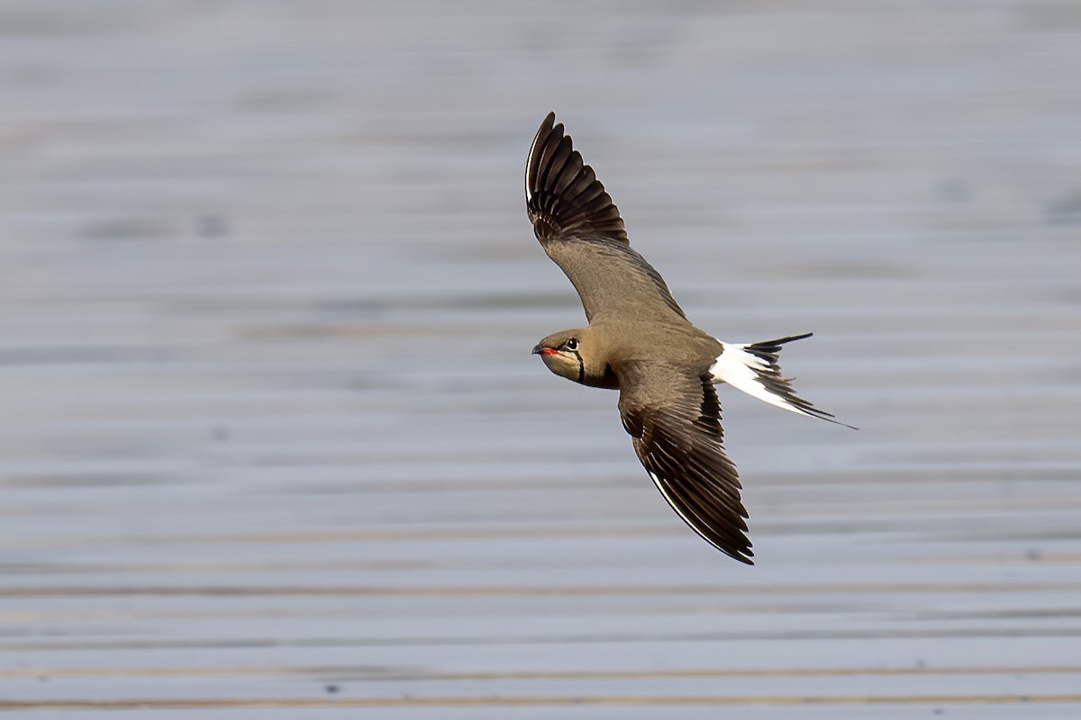 Collared Pratincole - ML637407899