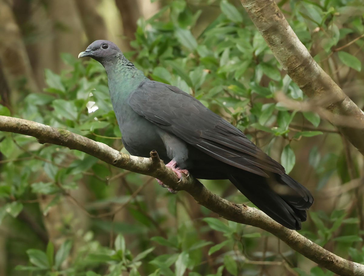 Black Wood-Pigeon - ML637407900