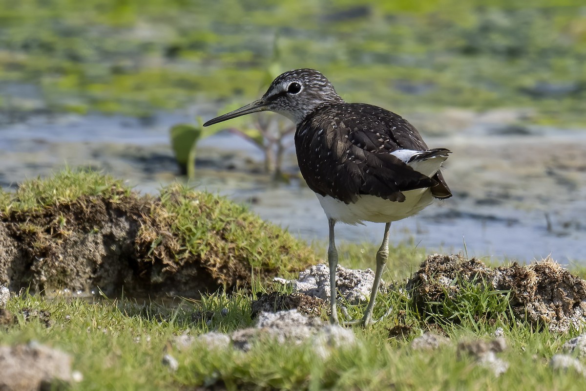 Green Sandpiper - ML637407906
