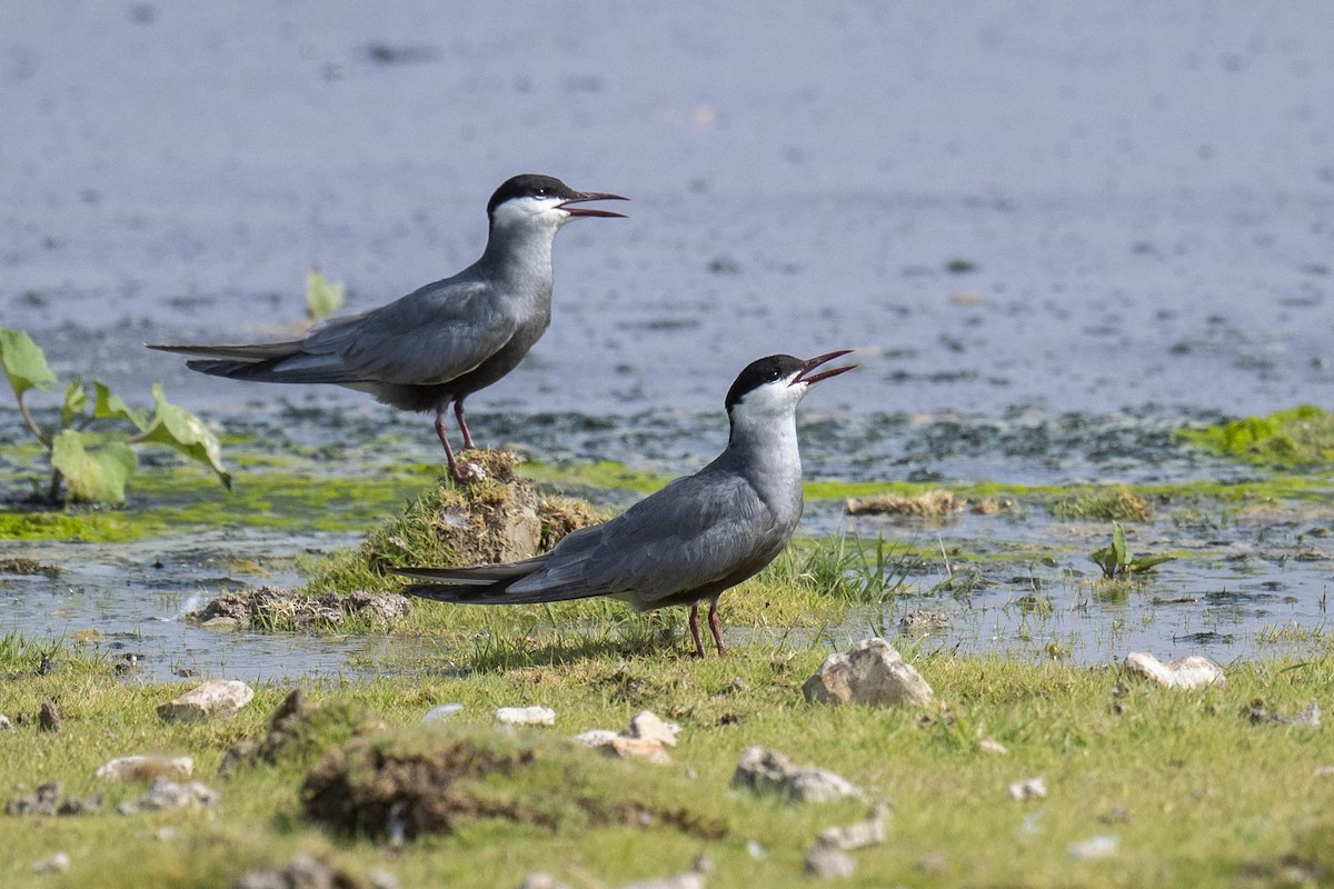 Whiskered Tern - ML637407932
