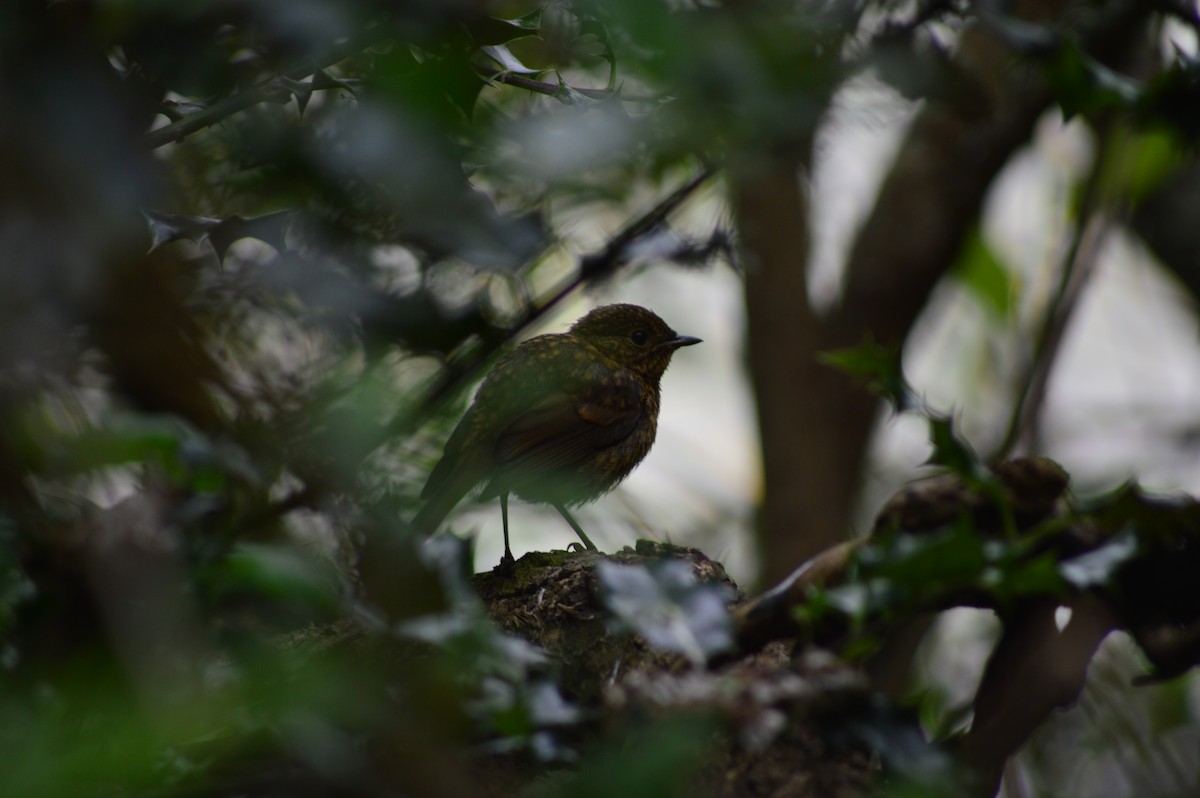 European Robin - ML637407942