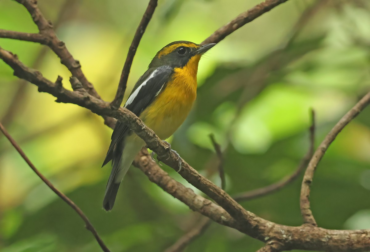 Ryukyu Flycatcher - ML637407943