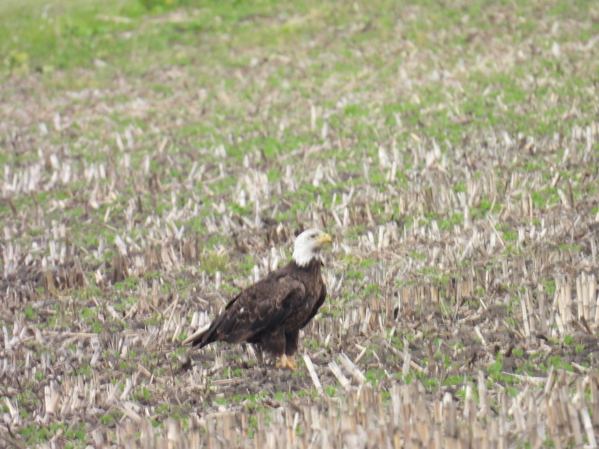 Bald Eagle - ML637407947