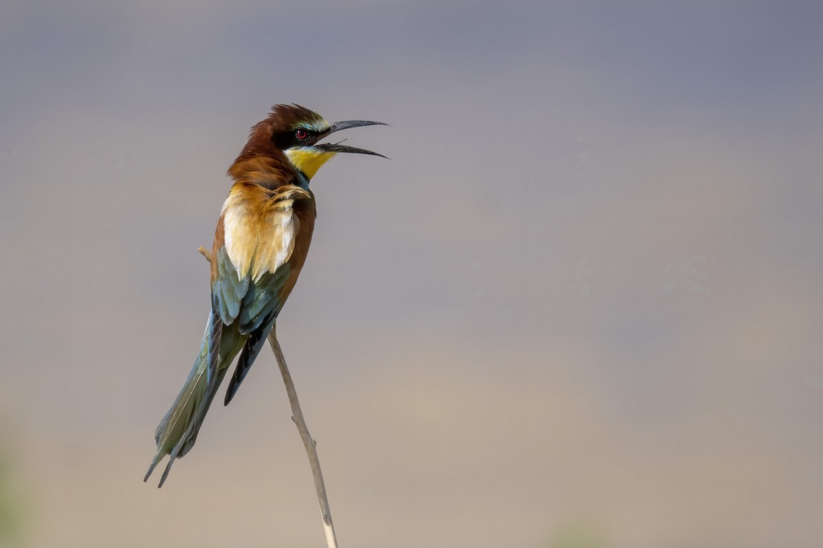 European Bee-eater - ML637407990