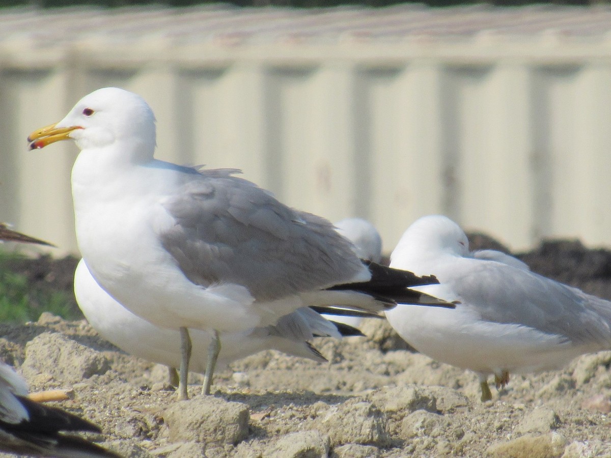California Gull - ML637408008