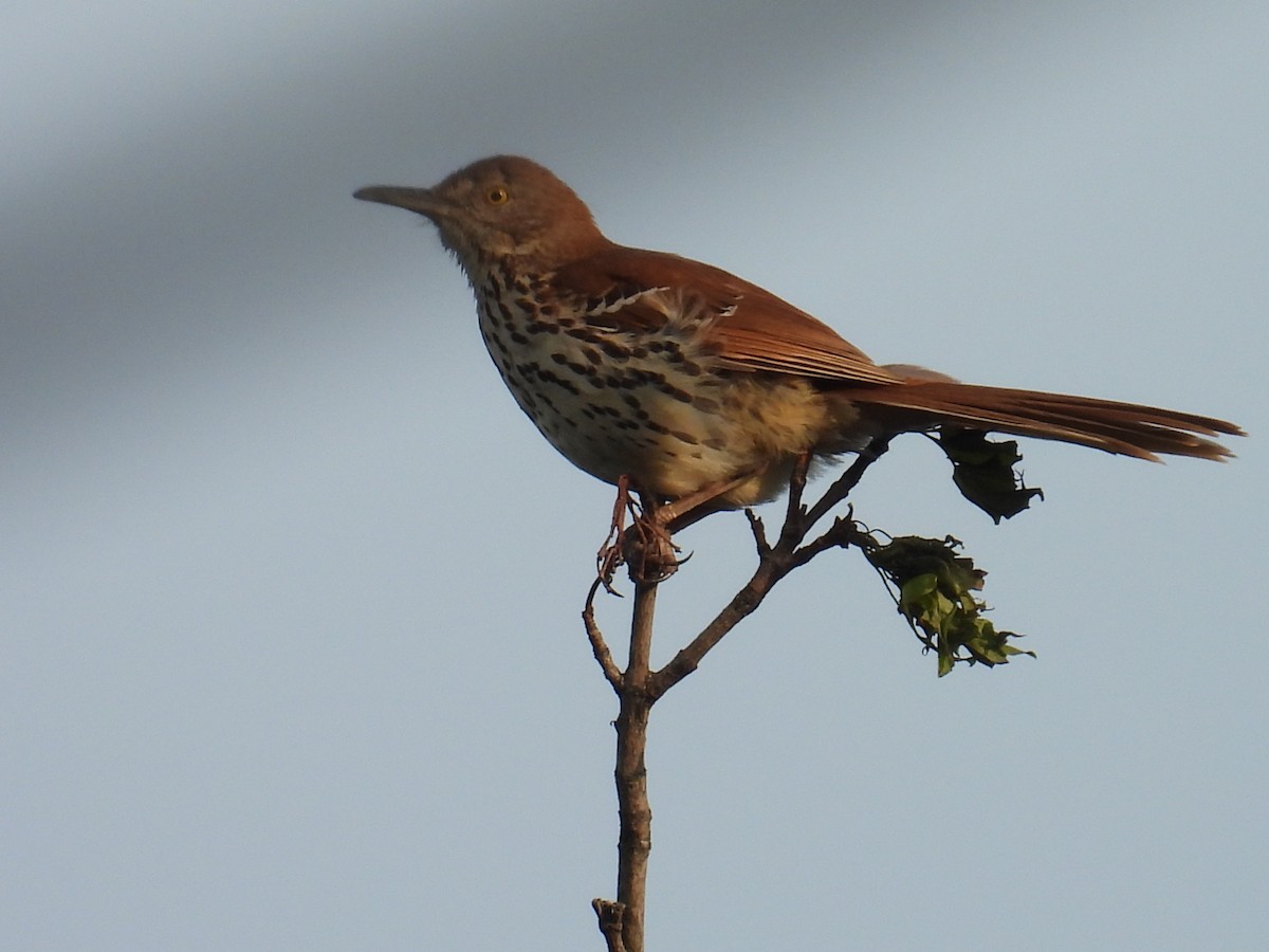 Brown Thrasher - ML637408015