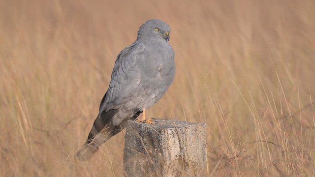 Нугын хулд - ML637408073