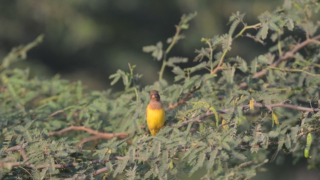チャキンチョウ - ML637408095