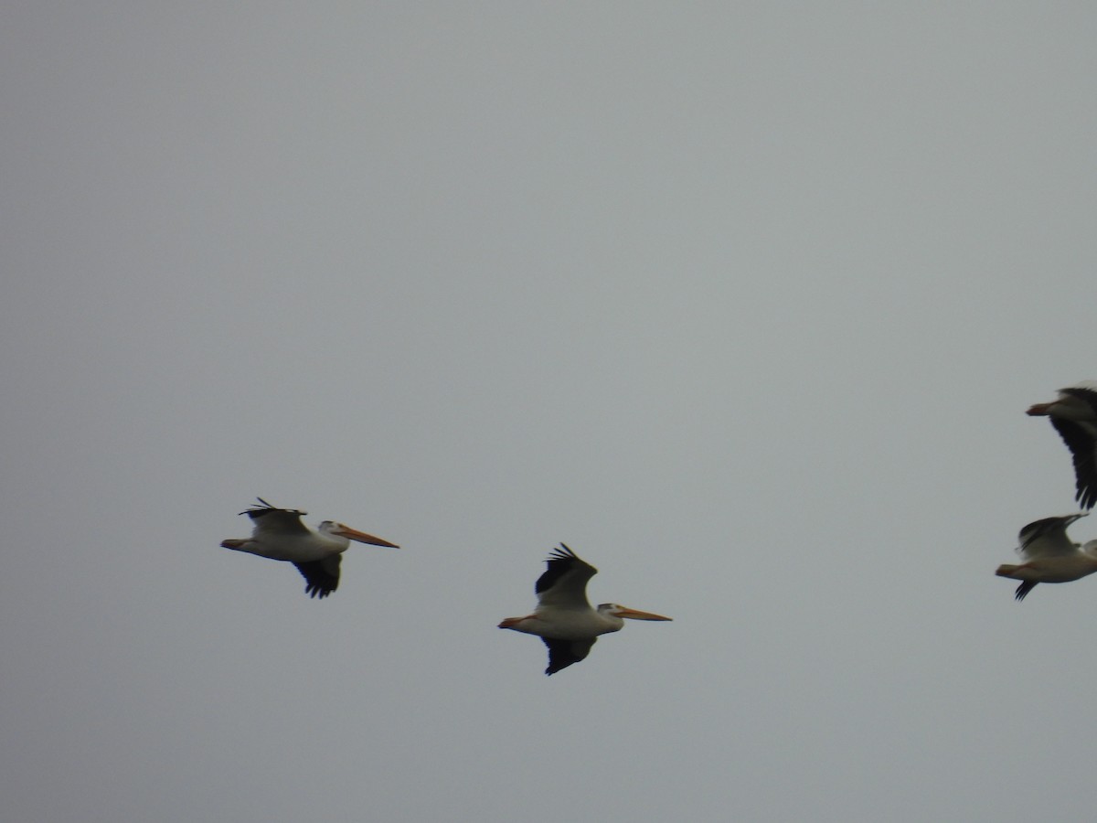 American White Pelican - ML637408173