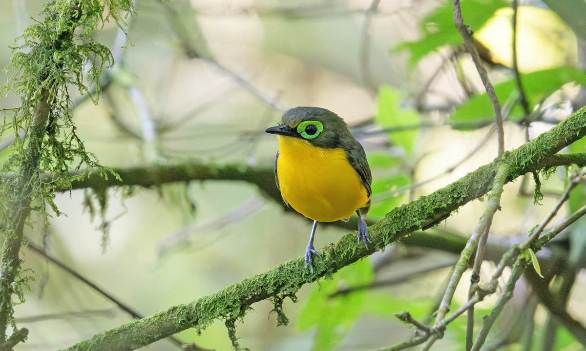 Yellow-bellied Wattle-eye - ML637408219