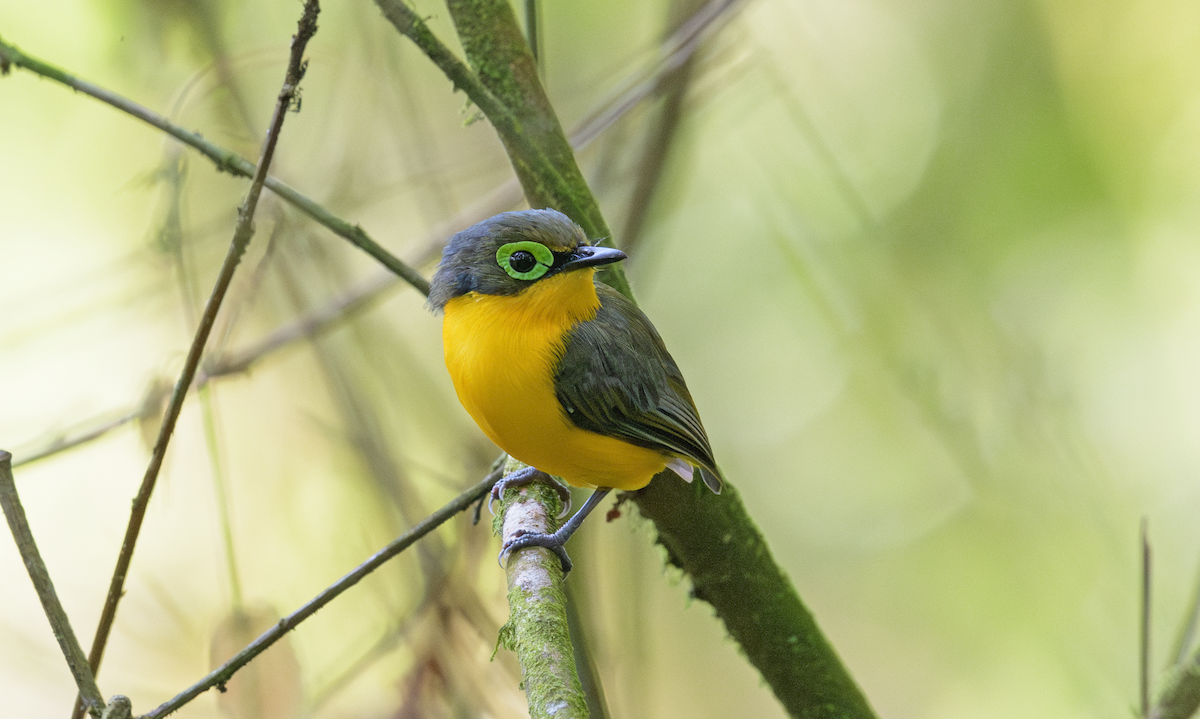 Yellow-bellied Wattle-eye - ML637408220