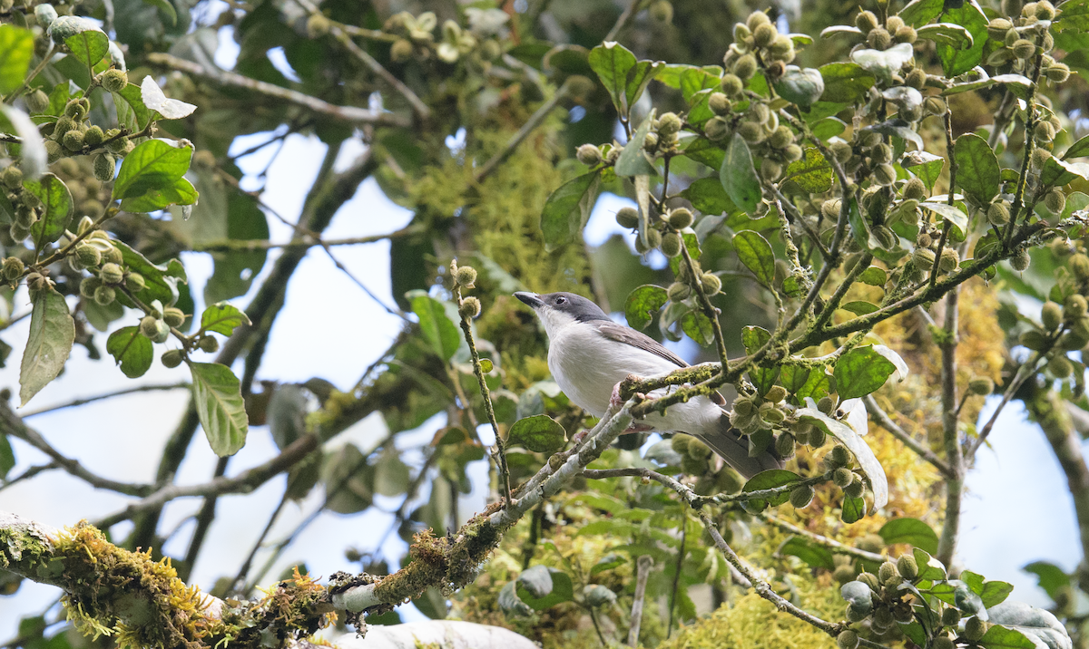 Pink-footed Puffback - ML637408232