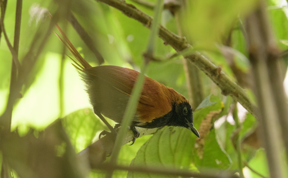 Black-faced Rufous-Warbler - ML637408245