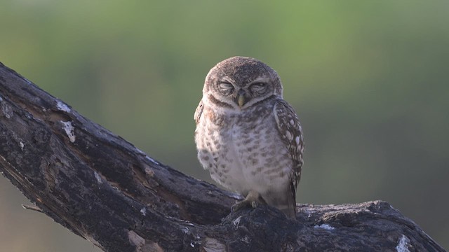 Spotted Owlet - ML637408246