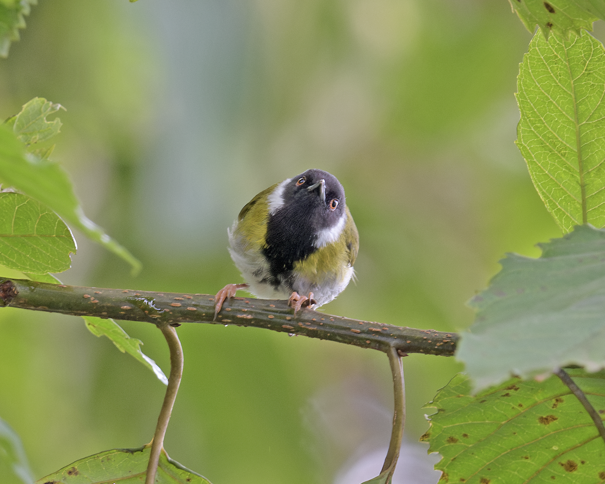 Black-faced Apalis - ML637408249