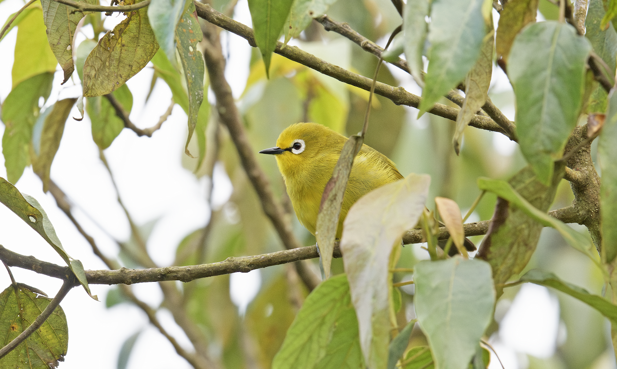 Green White-eye - ML637408261
