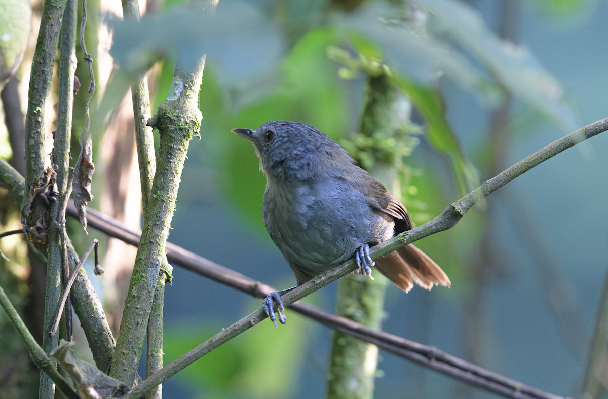 Mountain Illadopsis - ML637408268