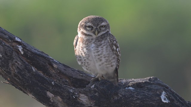 Spotted Owlet - ML637408394