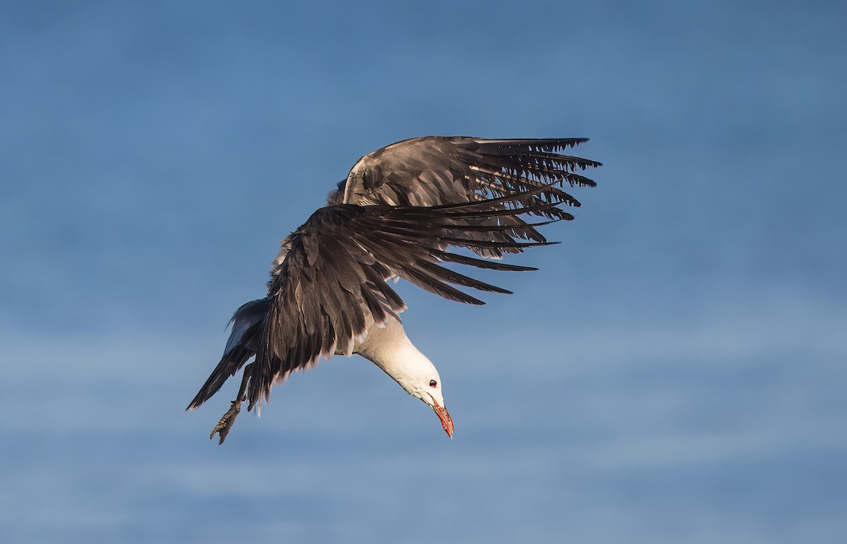 Heermann's Gull - ML637408395