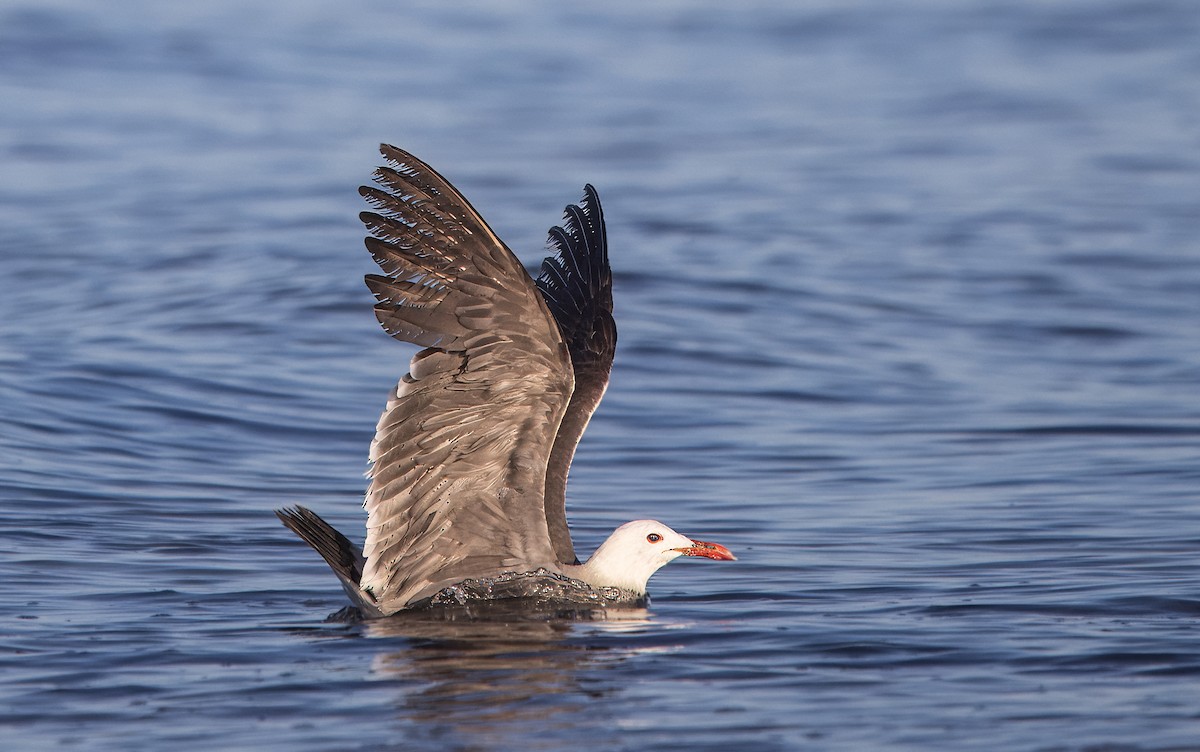 Heermann's Gull - ML637408396