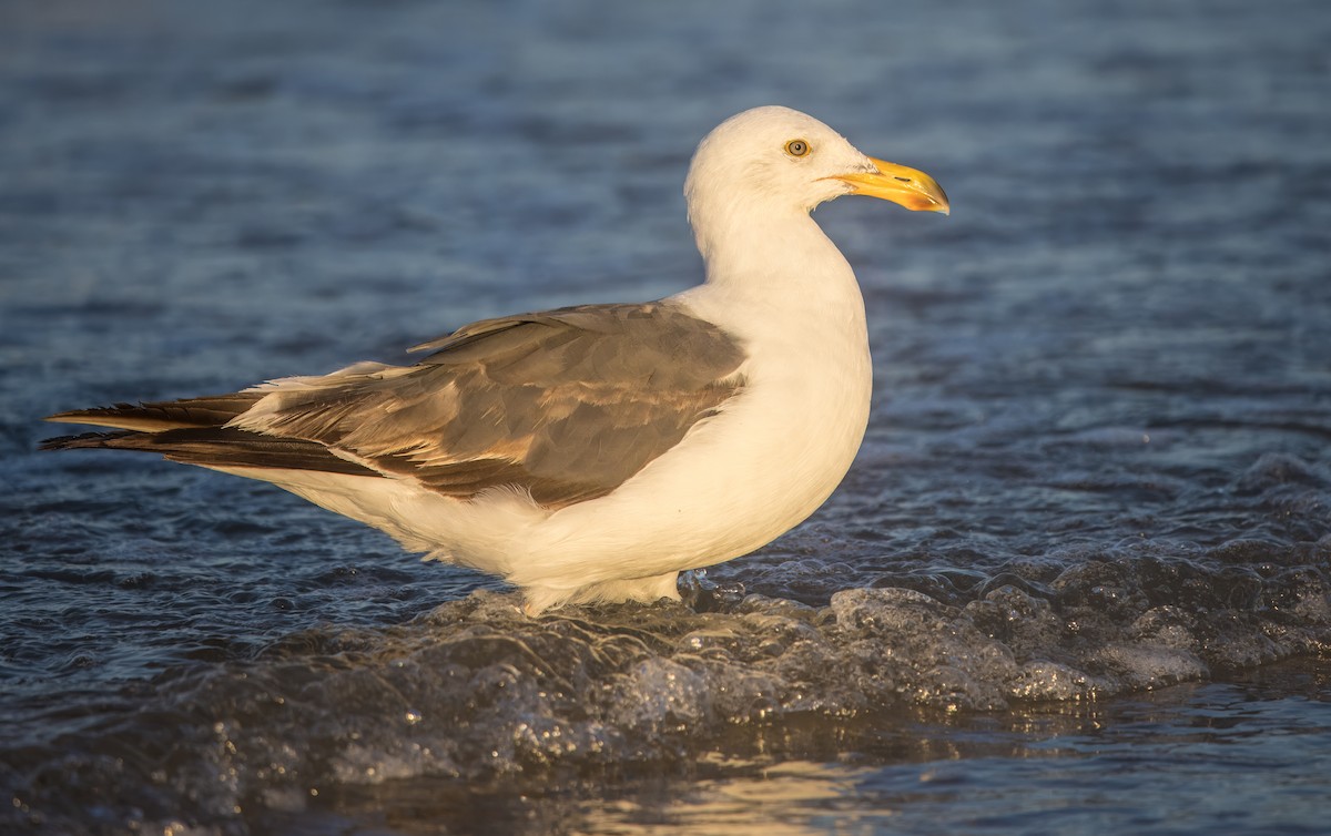 Yellow-footed Gull - ML637408413
