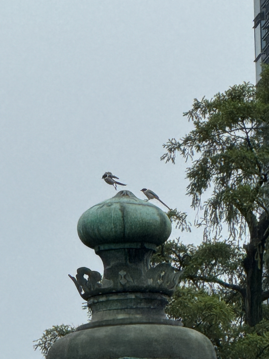 Цэнхэр шаазгай - ML637408425