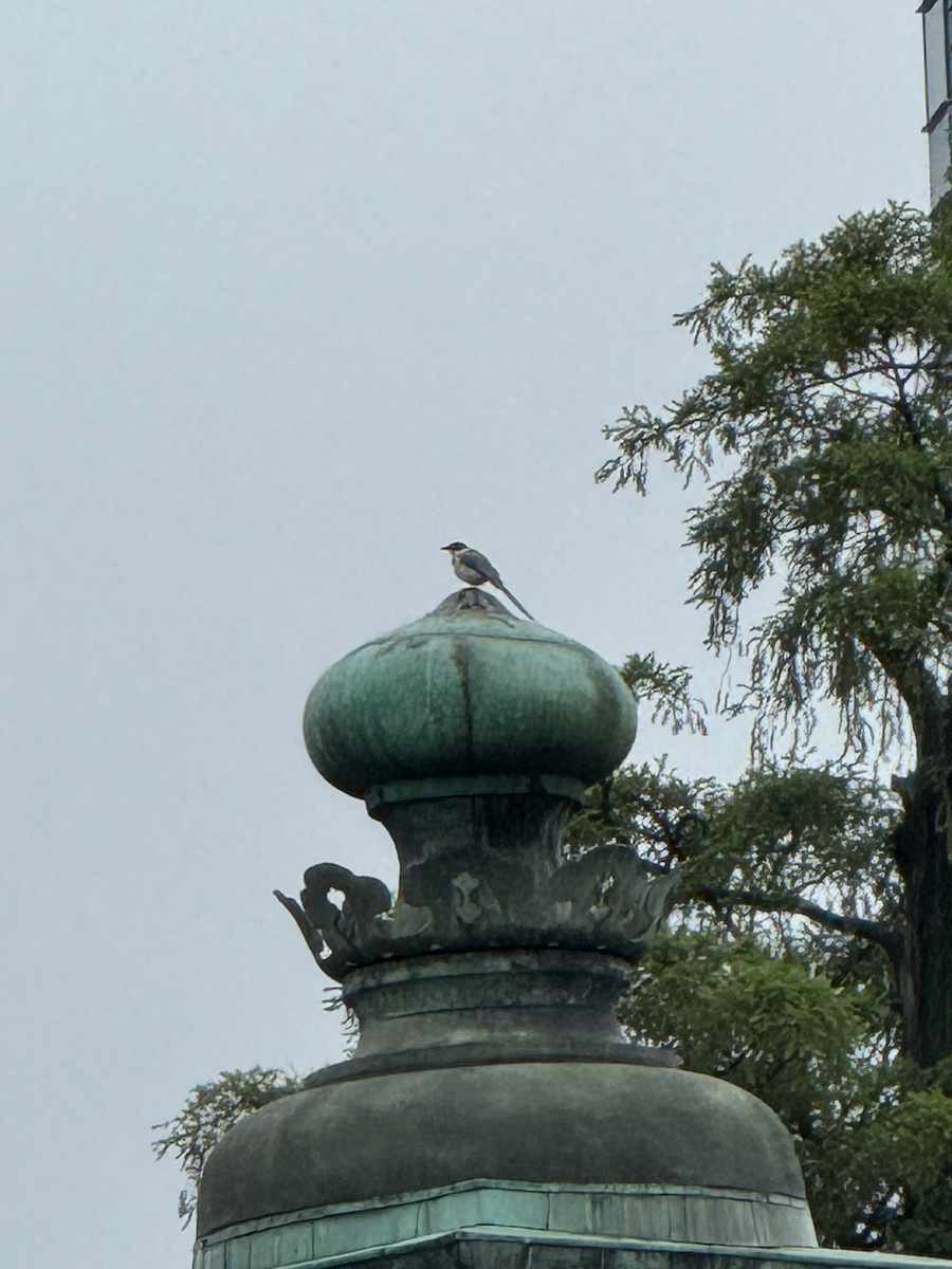 Цэнхэр шаазгай - ML637408432