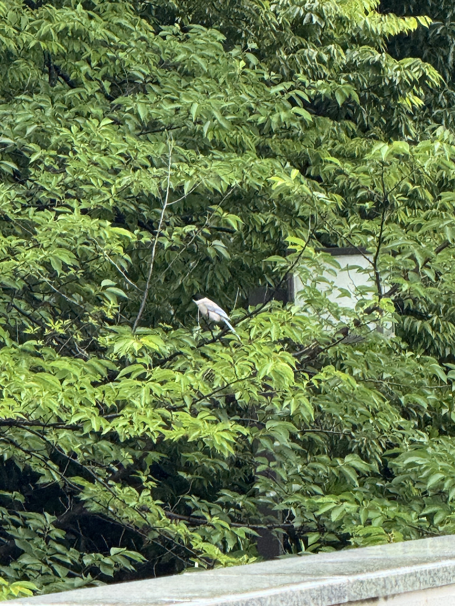 Цэнхэр шаазгай - ML637408438