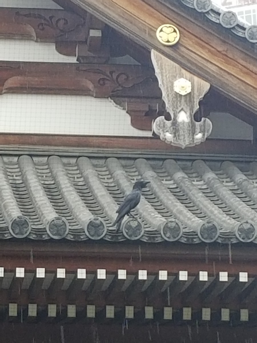 Large-billed Crow - ML637408451