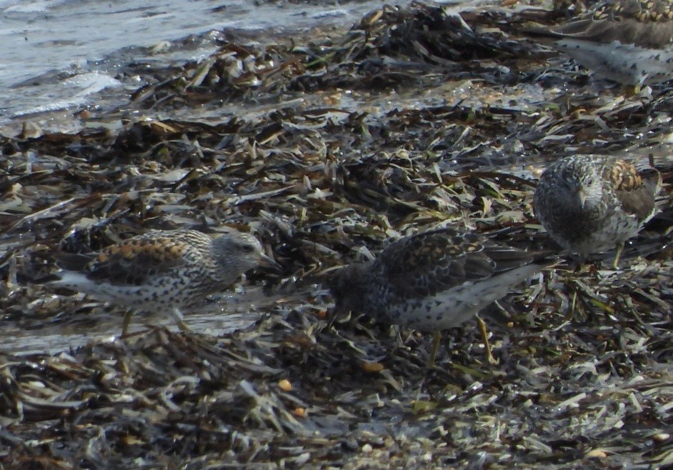 Surfbird - ML637408460