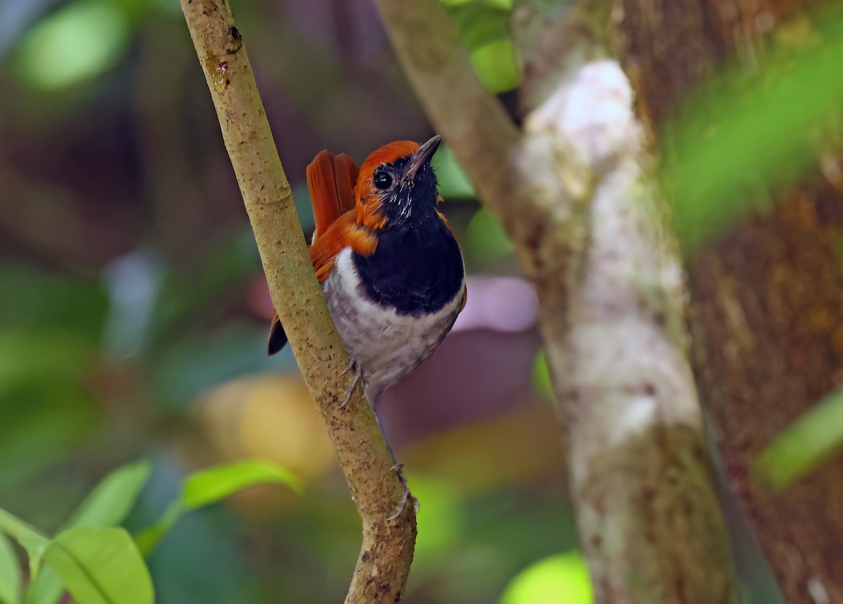Okinawa Robin - ML637408466