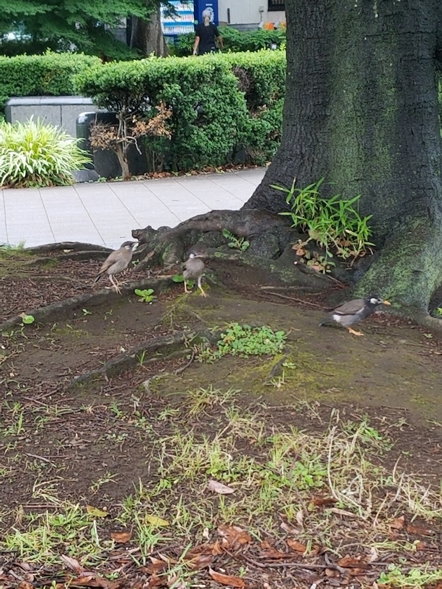 Бор тодол - ML637408475