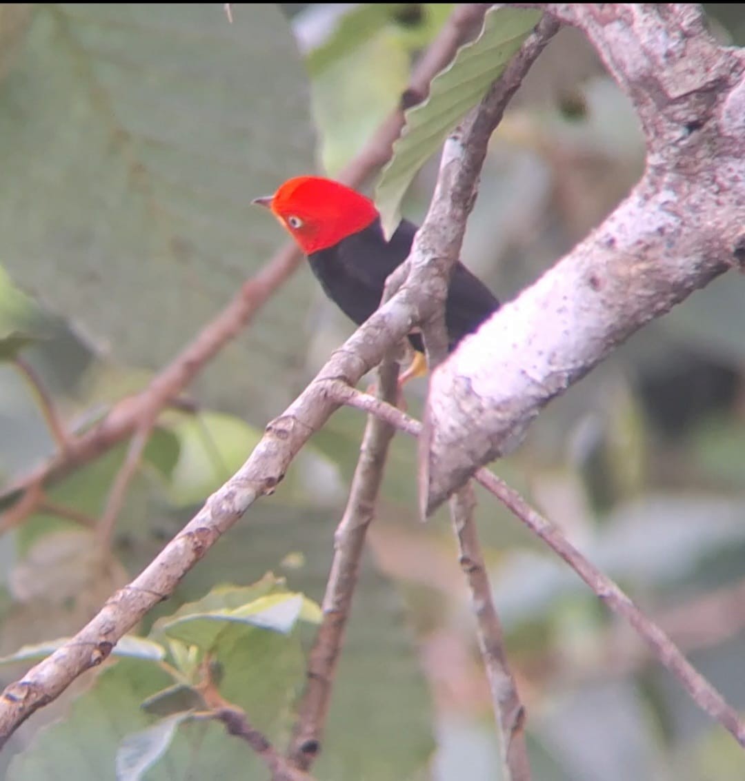 Red-capped Manakin - ML637408478